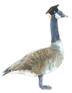 Goosey Goose